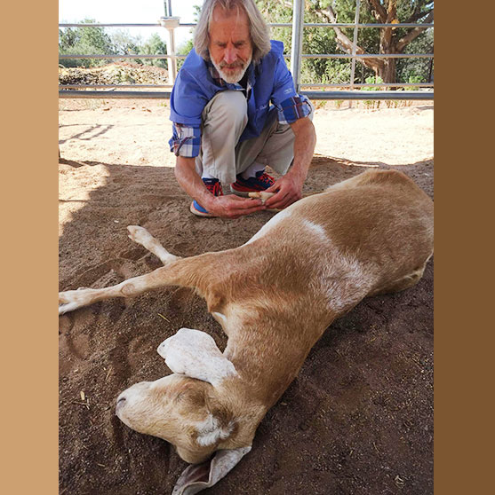 Sedona Holistic Veterinarian and Veterinary Services Acupuncture